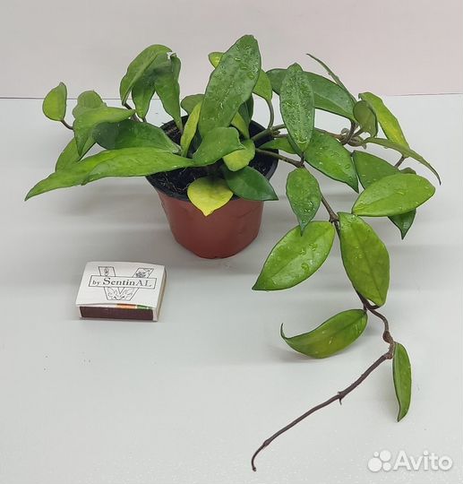 Хойи много сортов (обновлено 23.08)