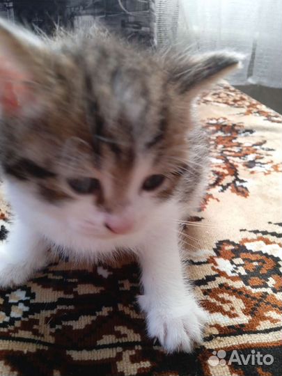 Продам котят мать шотланка
