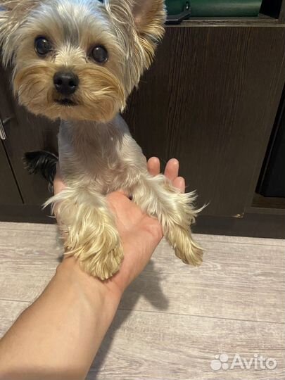 Случка йоркширский терьер мини