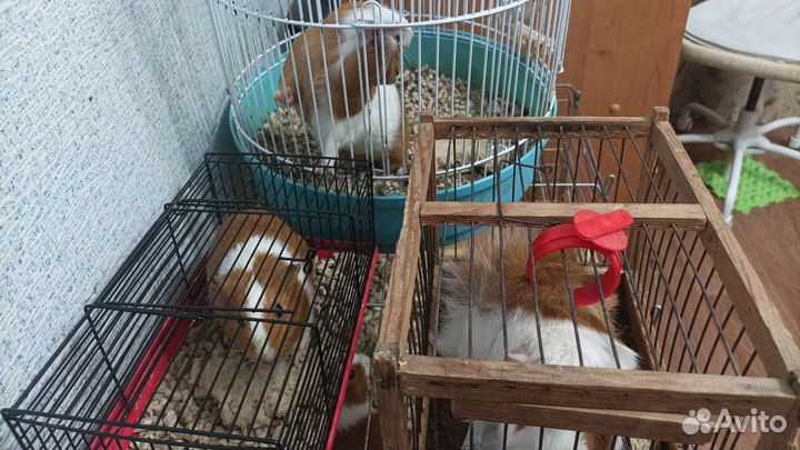 Морская свинка