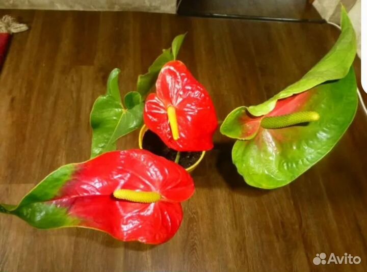 Антуриум Старая Дакота