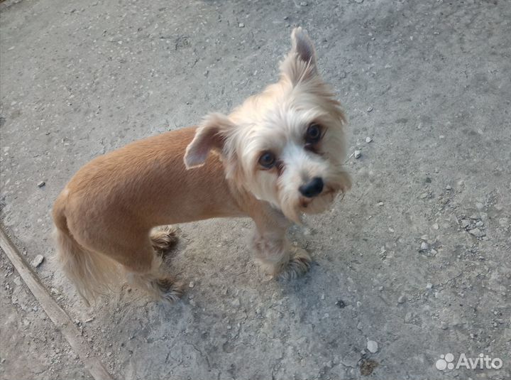 Йоркширский терьер