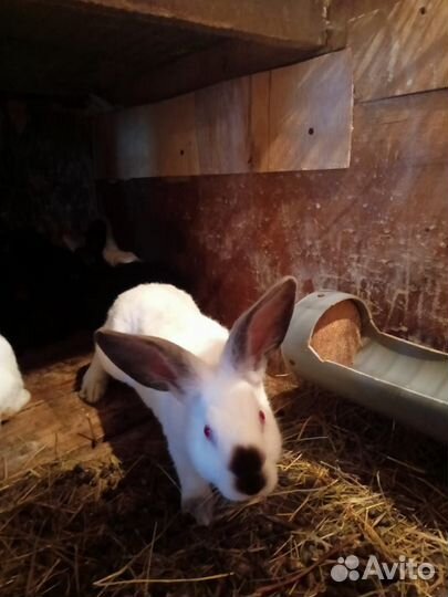 Кролик 2 мес