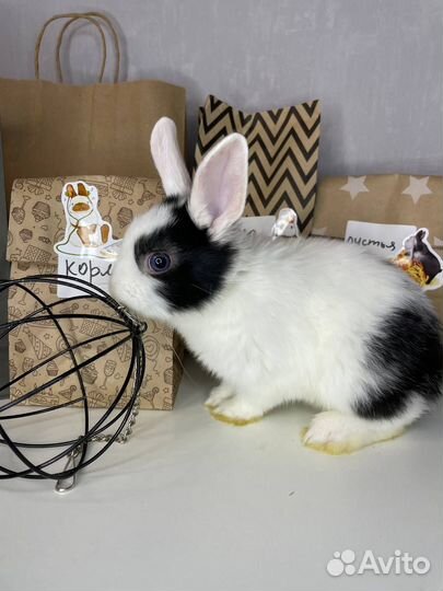 Карликовые кролики