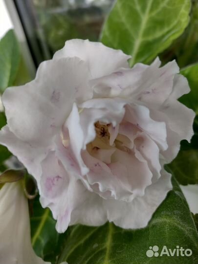 Глоксиния. (Часть первая )