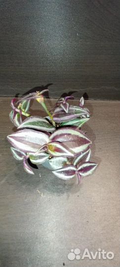 Традесканция Purple Joy