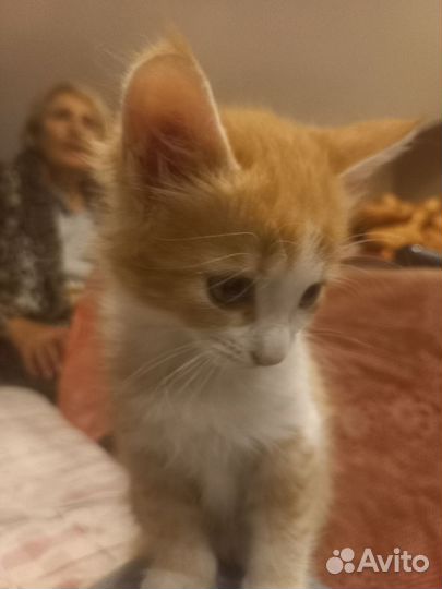 Кошка в дар бесплатно
