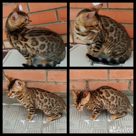 Бенгальские котята. Вязка с бенгальским котом