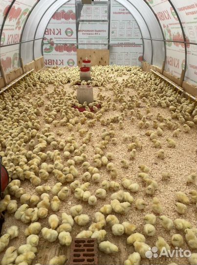 Цыплята бролера кобб 500