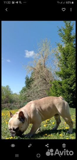 Передержка собак и кошек в загородном доме