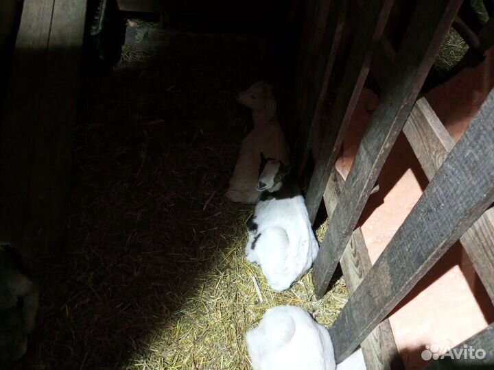 Продам козлят