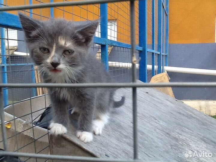 Котята в добрые руки.Разные возраста