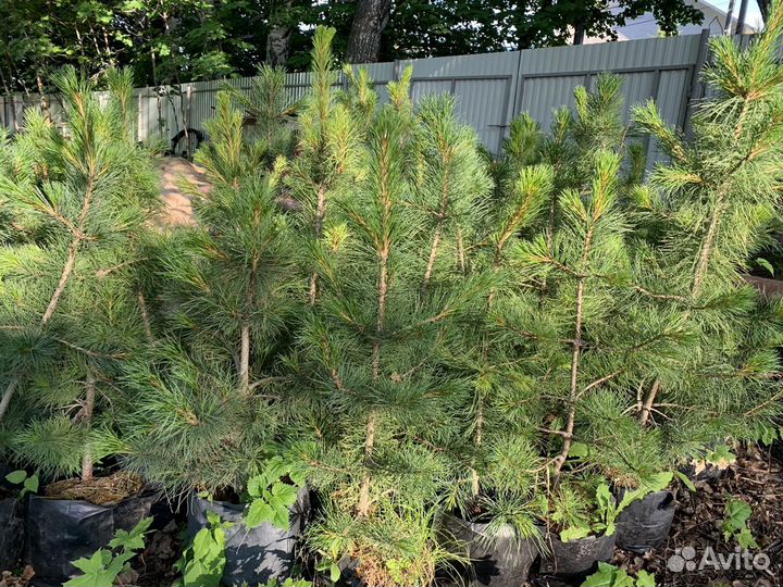 Кедр (сосна сибирская кедровая)