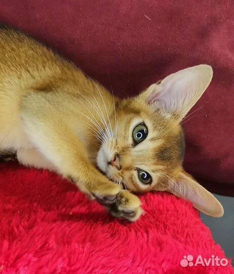 Абиссинские котята из питомника