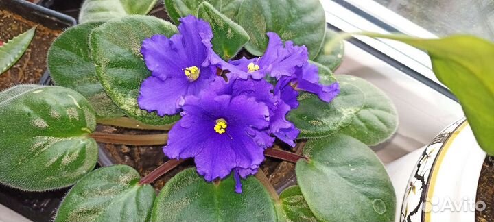 Сенполия виола фиалка