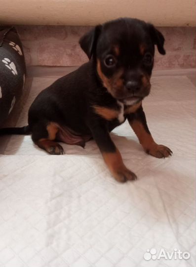 Той-терьер щенки