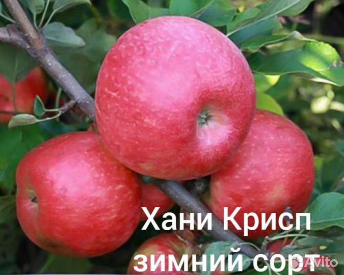 Саженцы Яблони