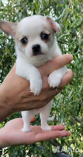 Детишки чишки