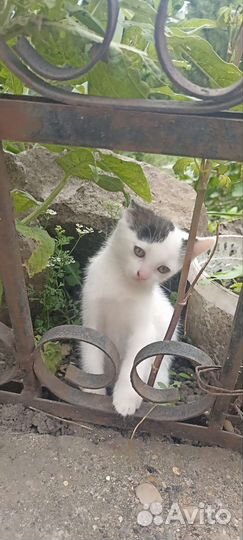 Кошки в дар бесплатно