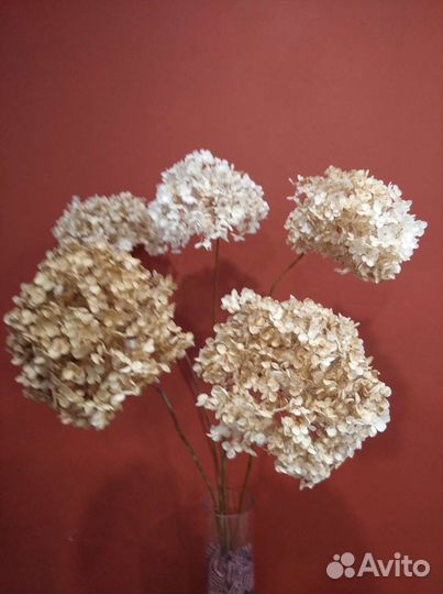 Сухоцвет.Гортензия древовидная 