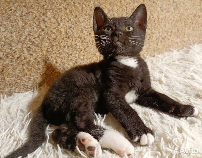 Котята метисы