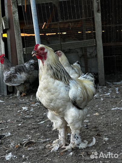 Петухи Кохинхин, Брама молодые