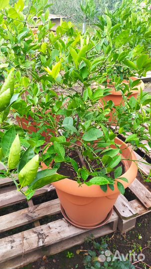 Лимонное дерево,мандарин