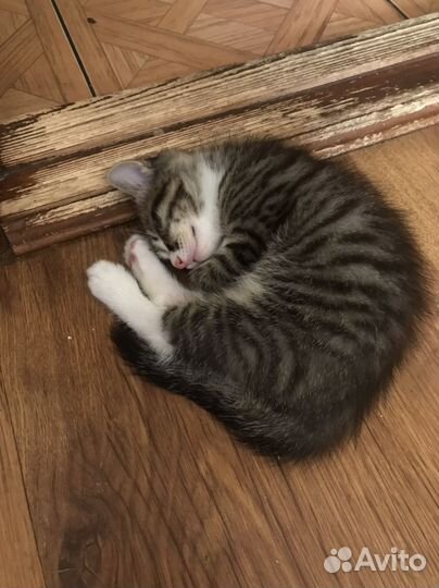 Милые котятки