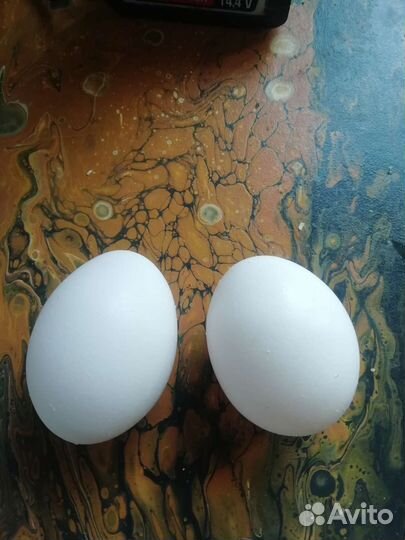 Куры леггорны разных пород