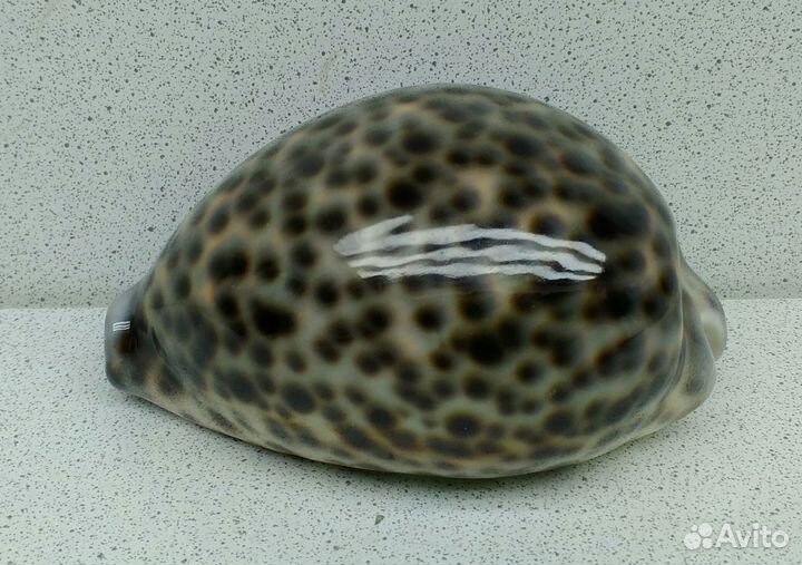 Ципрея Тигрис Каури 9,3 морская ракушка раковина