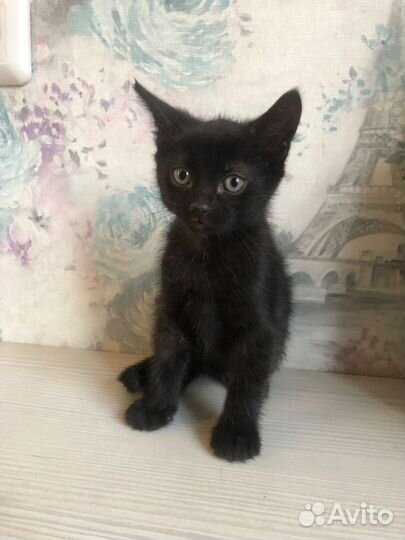 Котенок 1,5 месяца