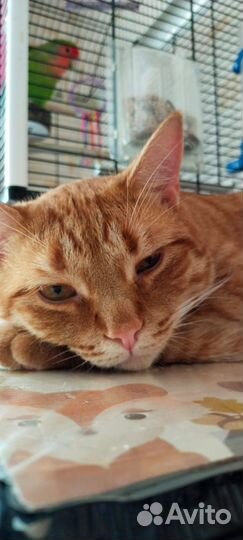 Анатолий ищет дом