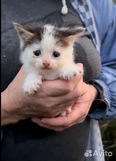 Котенок