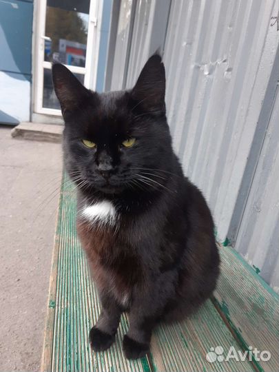 Ищет дом Чернушка