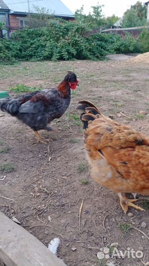 Молодые петушки Брама