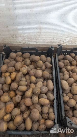 Семенной картофель голанка