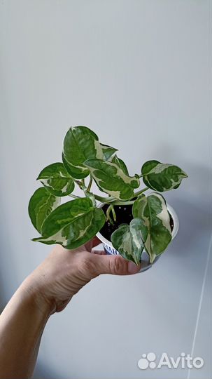 Сциндапсус эпипремнум