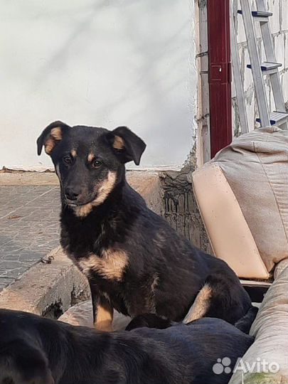 Красавица Полина в добрые руки