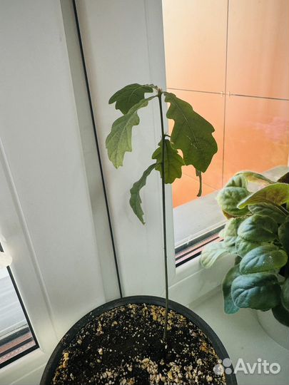 Дуб саженец