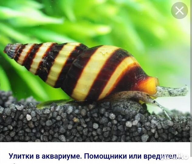 Улитка хилена