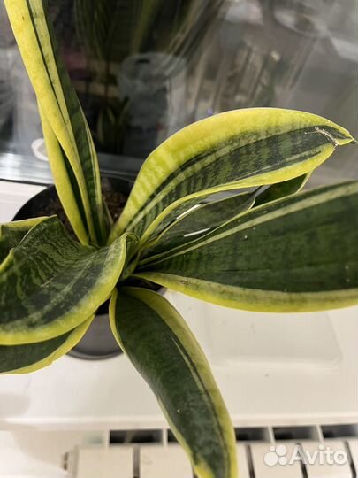 Сансевиерия