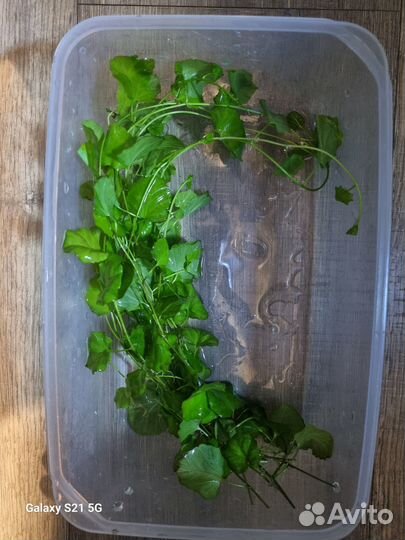 Аквариумные растения