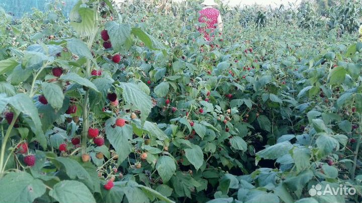 Саженцы малины Полька