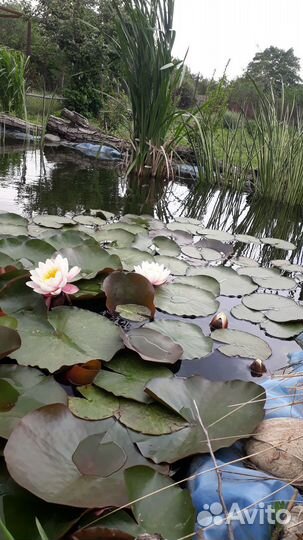 Лилии нимфии и аир