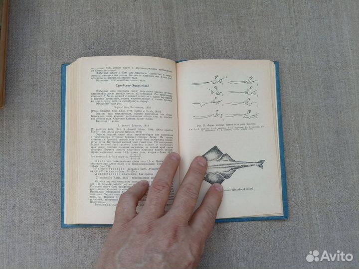 Е.П. Губанов. Акулы мирового океана. 1986 год