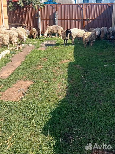 Овцы бараны ягнята оптом