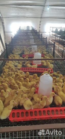 Утята подрост