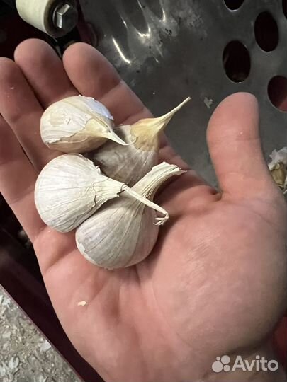 Семенной озимый чеснок Любаша, Богатырь. Семена