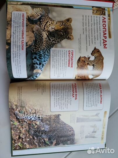 Детская энциклопедия Большие кошки