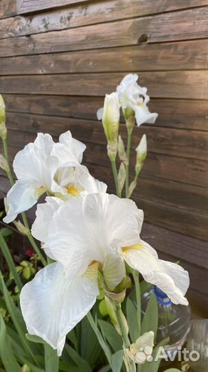 Ирис белый